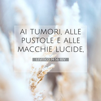 Levitico 14:56 Versetto della Bibbia Spiegato