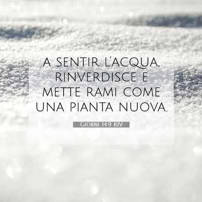 Giobbe 14:9 RIV Immagine del Versetto della Bibbia