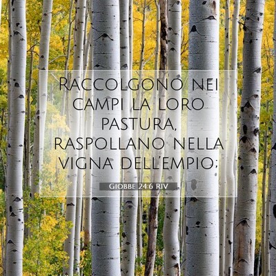 Giobbe 24:6 Versetto della Bibbia Spiegato