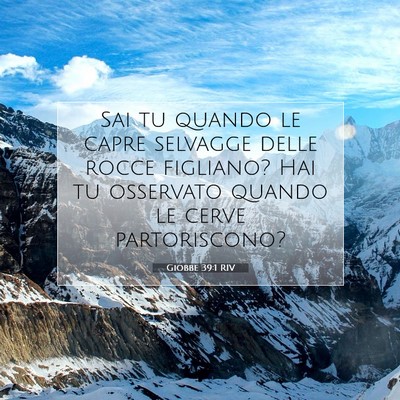 Giobbe 39:1 RIV Immagine del Versetto della Bibbia