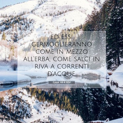 Isaia 44:4 RIV Immagine del Versetto della Bibbia